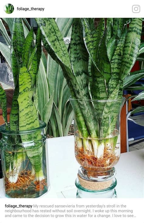 snake plant moisture meter|best watering for snake plants.